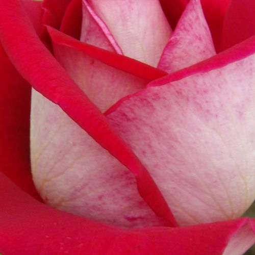 Rosa Bajazzo® - rosa de fragancia medio intensa - Árbol de Rosas Híbrido de Té - rosal de pie alto - rojo - Reimer Kordes- forma de corona de tallo recto - Rosal de árbol con forma de flor típico de las rosas de corte clásico.